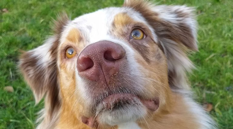Why Is My Australian Shepherd Staring At Me? (Answered!)