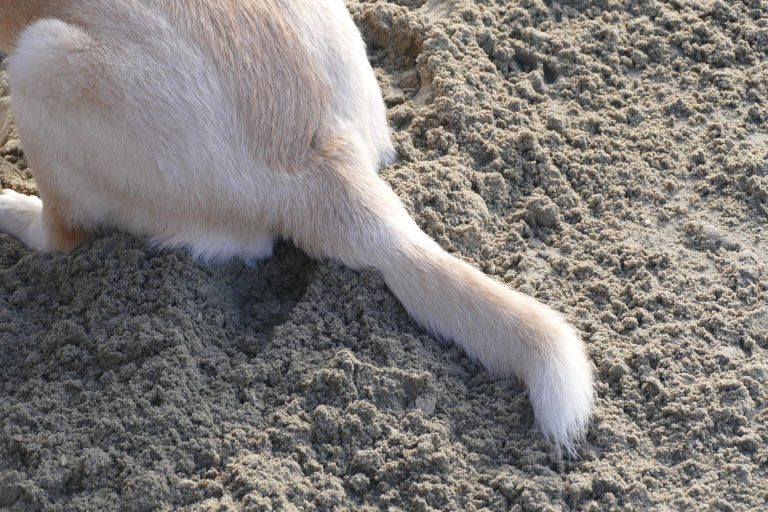 Dog Leaking After Glands Expressed? Here’s What to Do