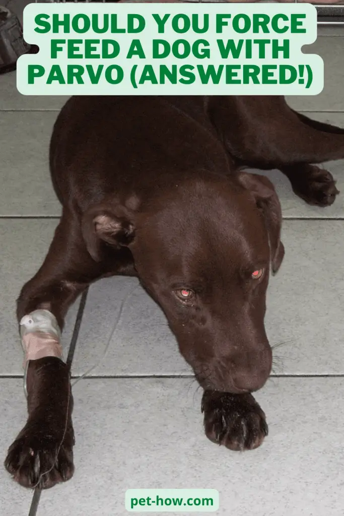 Should You Force Feed A Dog With Parvo (Answered!)