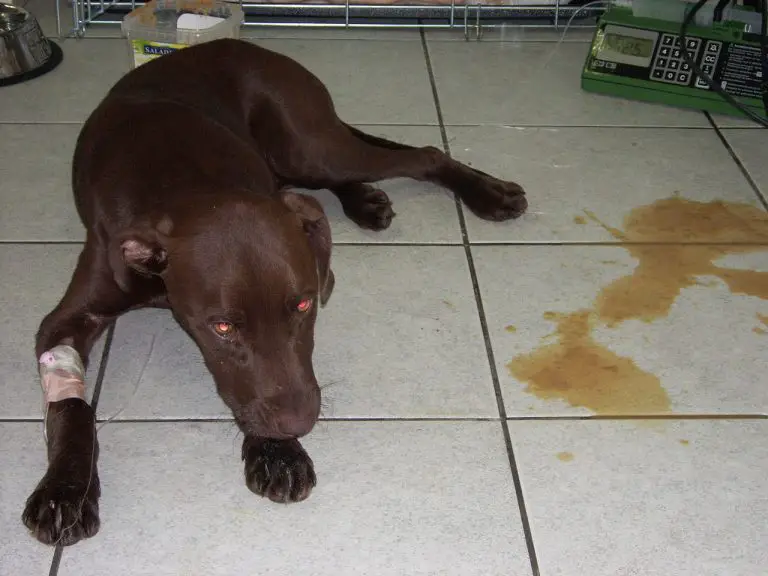 Should You Force Feed A Dog With Parvo (Answered!)