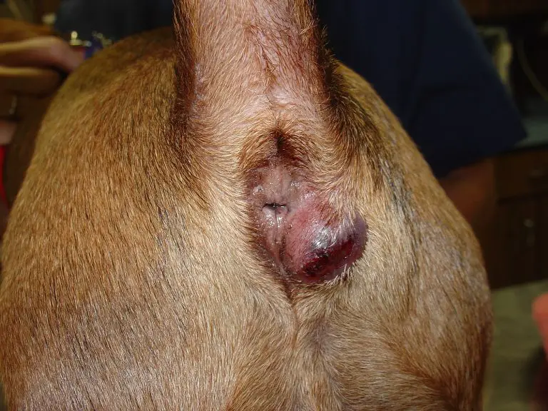 Swelling Under Dog’s Tail: Causes, Treatment, and Prevention