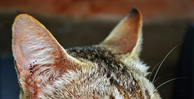 What Is The Black Gunk In My Cat’s Ears – It’s Not Mites