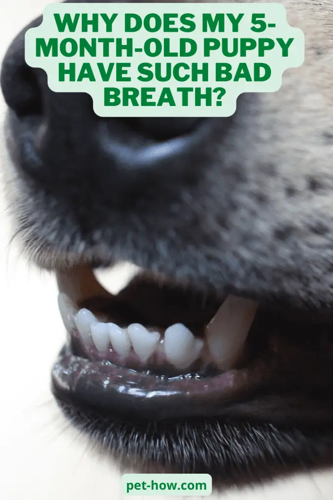 Why Does My 5monthold Puppy Have Such Bad Breath? (Explained!)