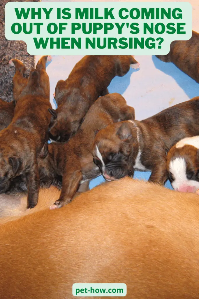 Why Is Milk Coming Out Of Puppy's Nose When Nursing? (Answered!)
