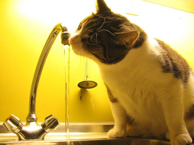 Why My Cat Won’t Eat But Will Drink Water? (Answered!)