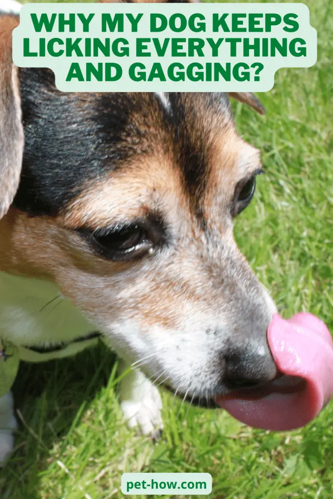 Why My Dog Keeps Licking Everything and Gagging? (Answered!)