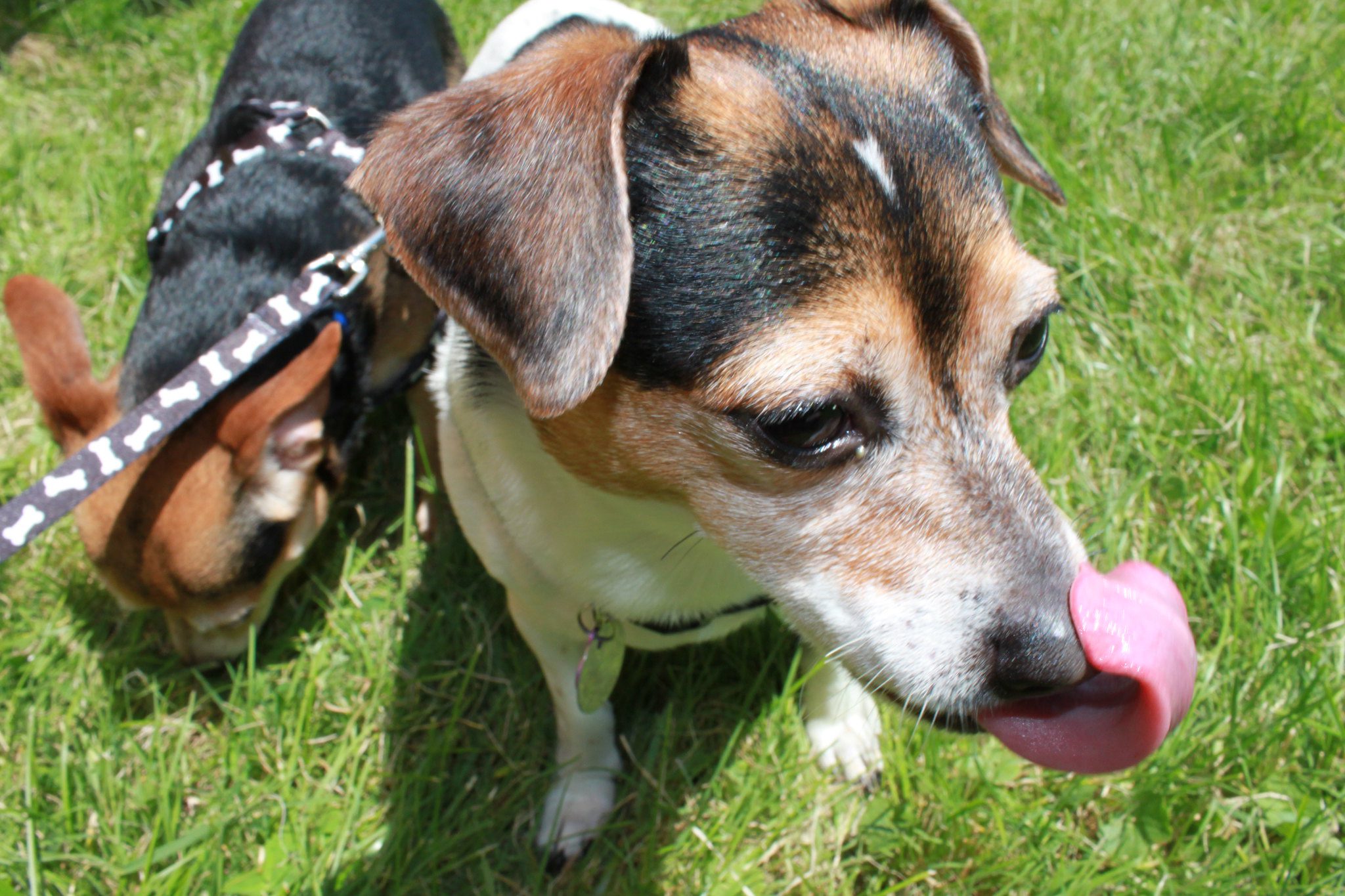 Dog Keeps Licking The Air After Eating