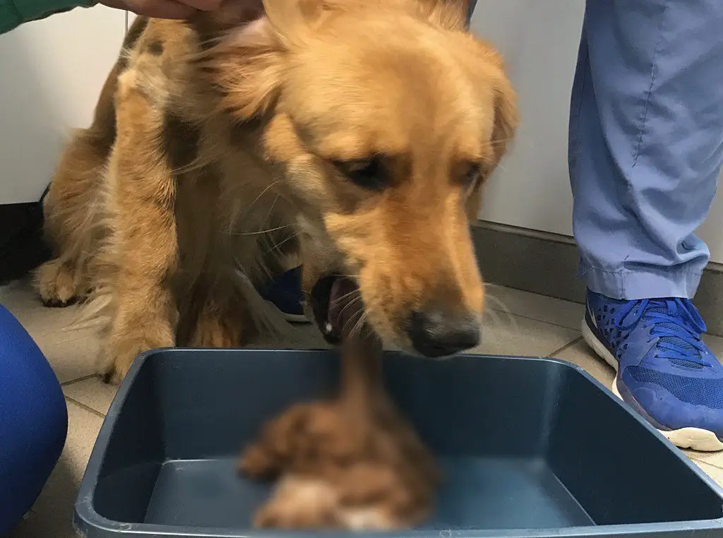 what helps a dog from throwing up