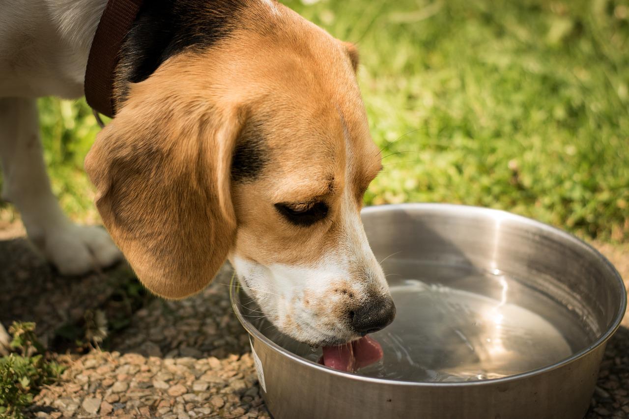 Will a Dog With a Bloat Continue To Drink Water? (Answered!)