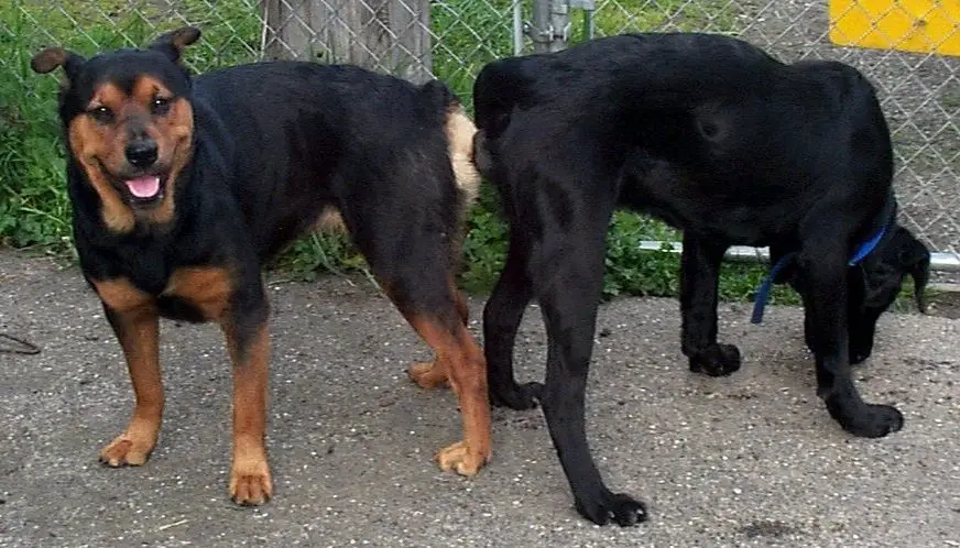Can A Neutered Male Dog Still Tie Answered 