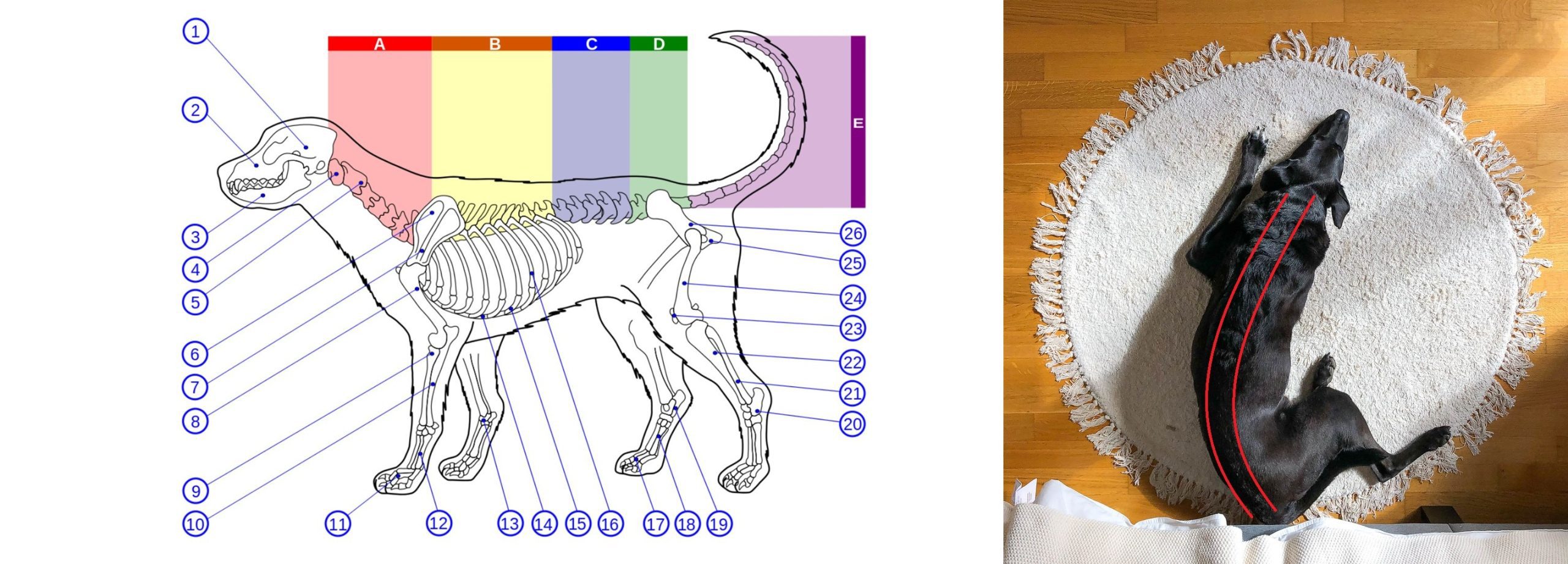 what causes spondylosis in dogs