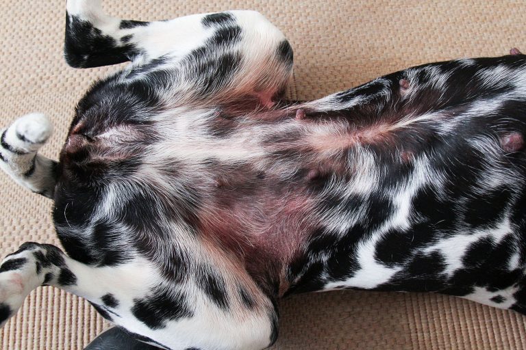 Why Are There Black Spots on My Dog’s Belly? (Answered!)