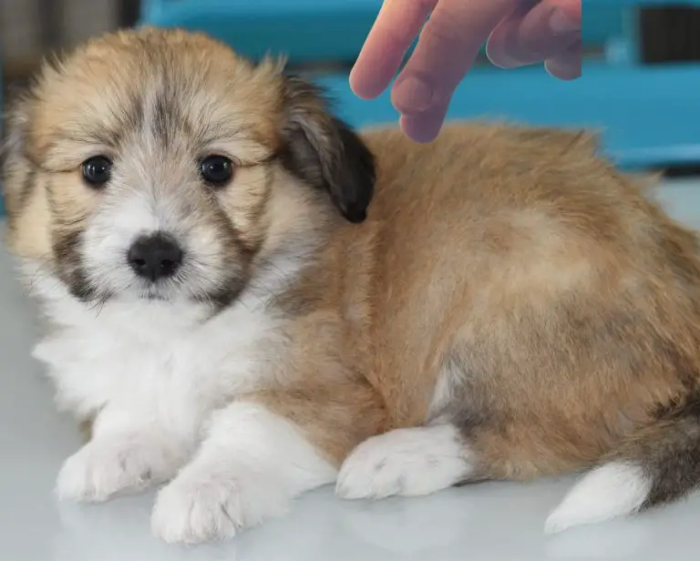 How To Massage a Dog With Spondylosis (Answered!)