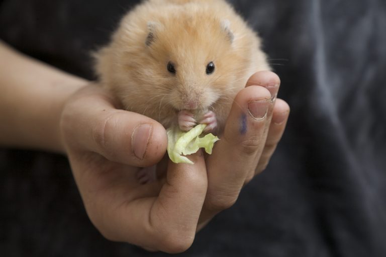 10 Best Dried Veggie Foods for Hamsters: Healthy and Nutritious Options