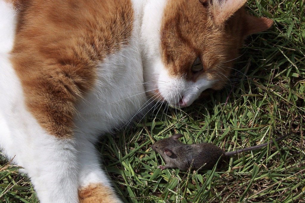 Can Cats Get Rabies From Mice