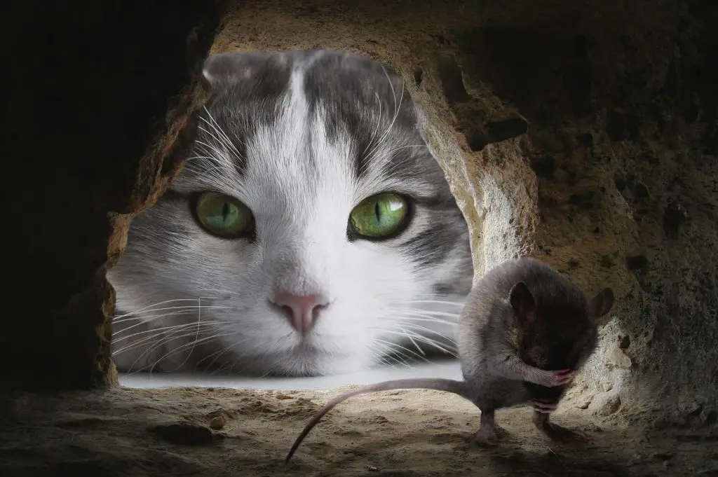 Can Cats Get Rabies From Mice Explained 