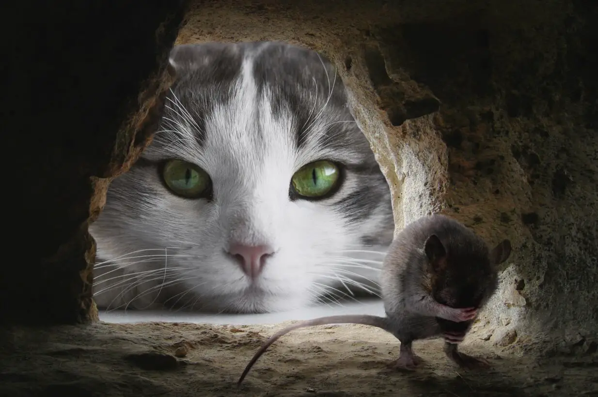 Can Cats Get Rabies From Mice? (Explained!)