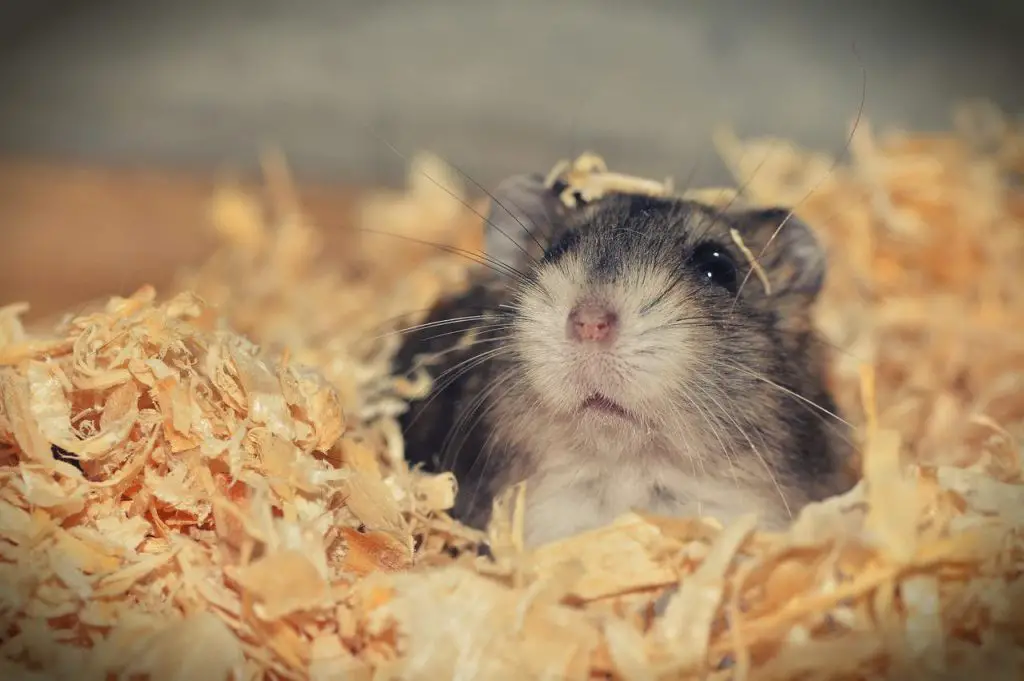 Can Hamsters Survive Wet Tail (Answered!)