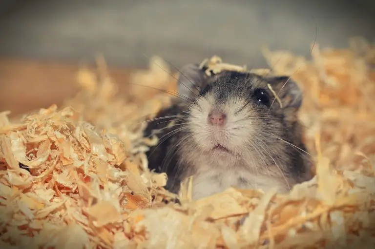 Can Hamsters Survive Wet Tail? (Answered!)