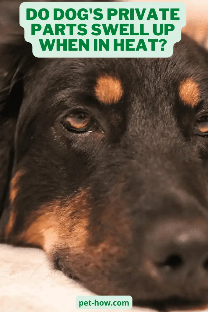 Do Dog's Private Parts Swell Up When in Heat?