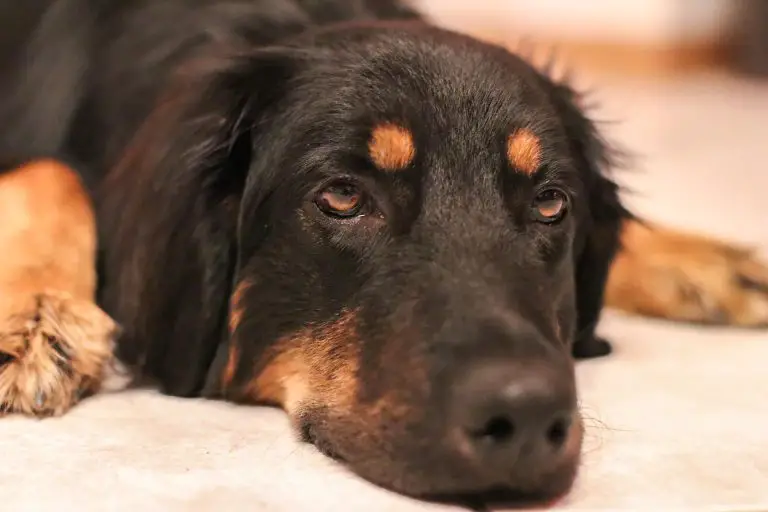 Do Dog’s Private Parts Swell Up When in Heat?