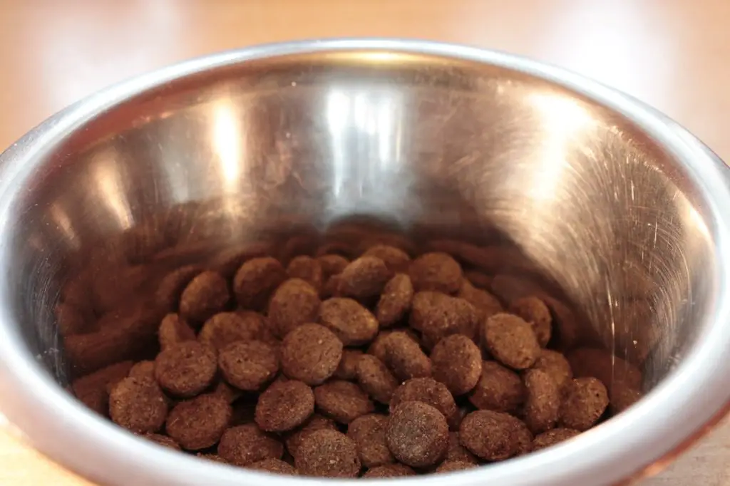 Is It OK To Switch From Grain-free To Regular Dog Food