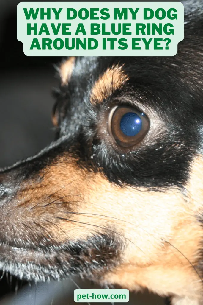 why-does-my-dog-have-a-blue-ring-around-its-eye-explained