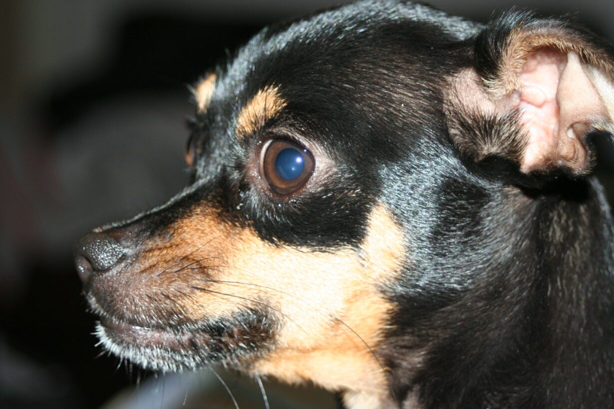 brown eyes with blue ring around iris