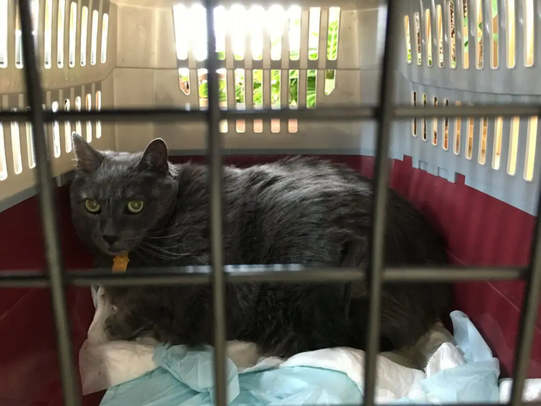 Why Is My Cat Still Scooting After Glands Expressed? (Answered!)