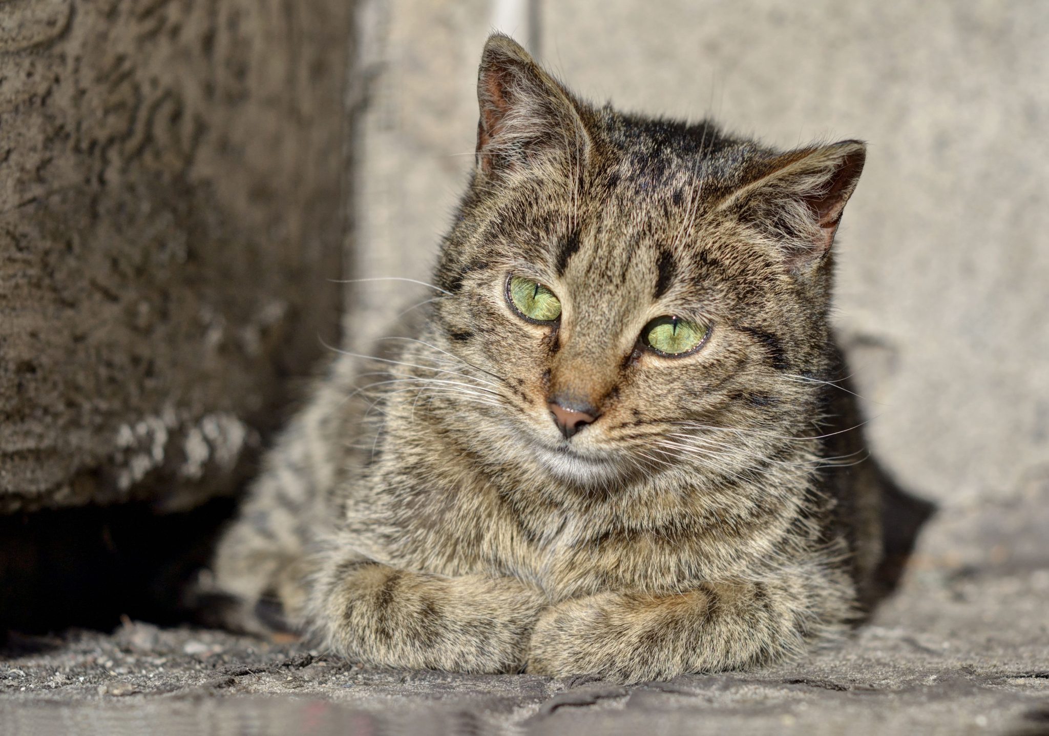 Cat Limping on Back Leg and Not Eating