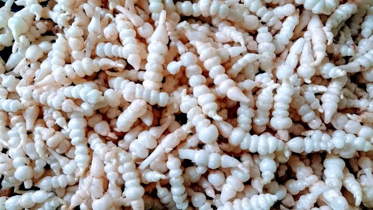 What Happens If a Dog Eats Packing Peanuts? (Answered!)