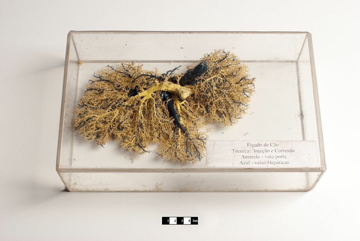 My Dog Has Black Stool and Is Not Eating (Solved!)