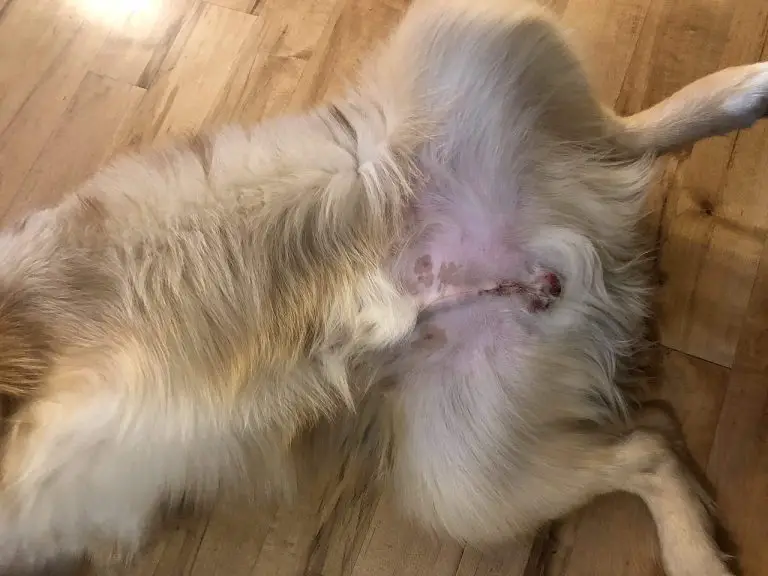 Is It Normal For A Dog To Have A Lump After Being Spayed Is It Normal For A Dog To Have A Lump After Being Spayed