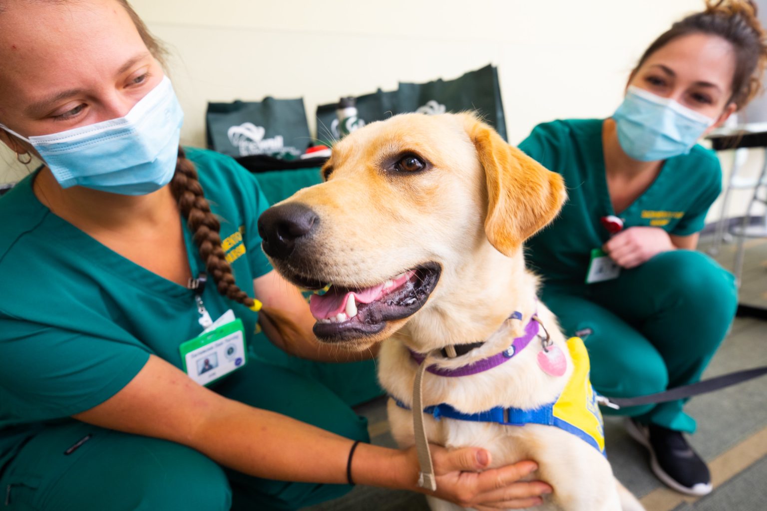 Is It Too Late To Vaccinate My Dog? (Answered!)