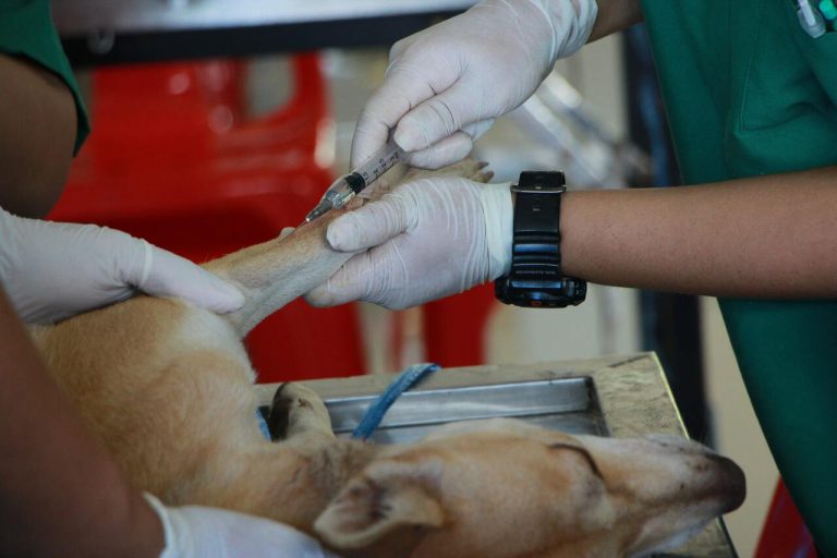 Is It Too Late To Vaccinate My Dog? (Answered!)