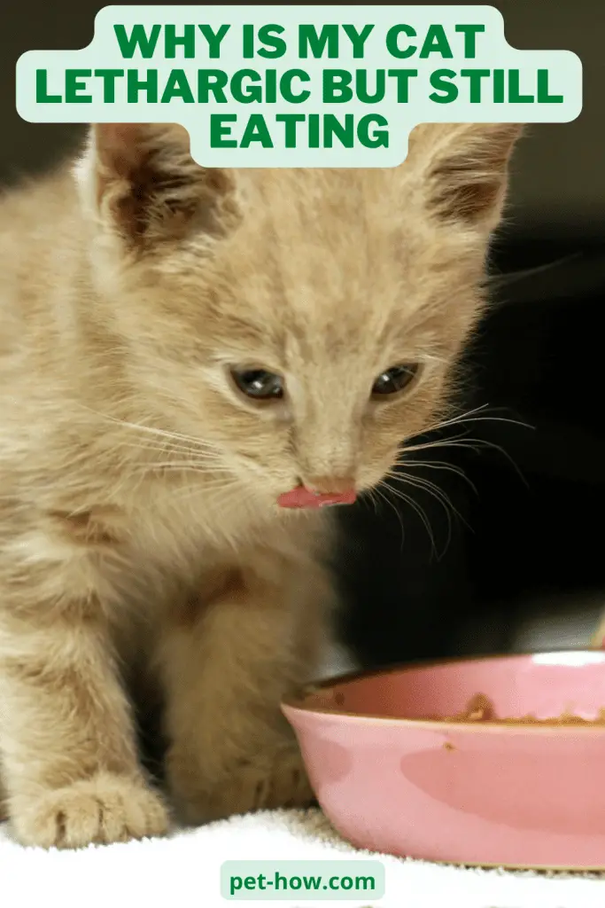 Why Is My Cat Lethargic But Still Eating? (Explained!)