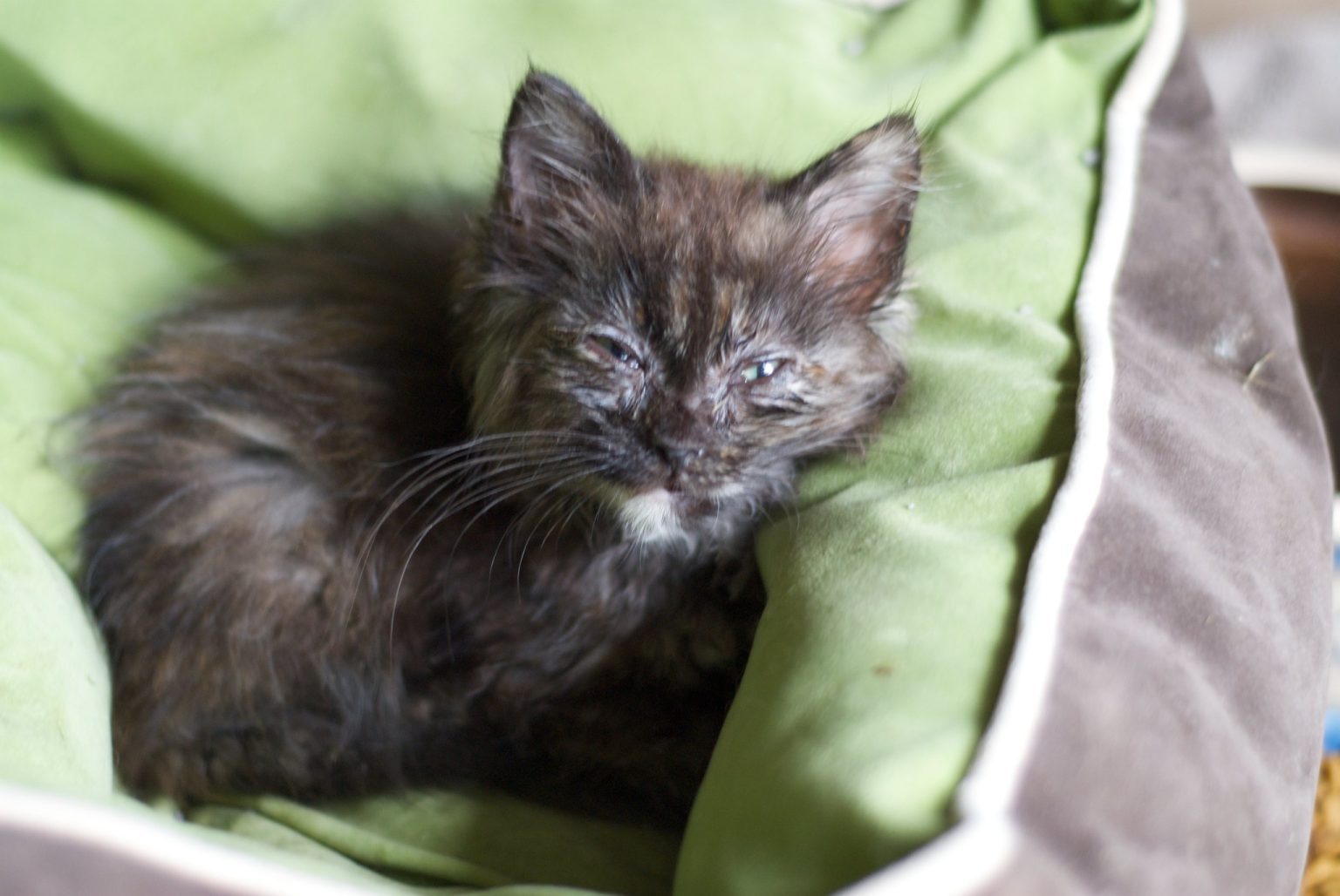 Why Is My Cat Lethargic But Still Eating? (Explained!)