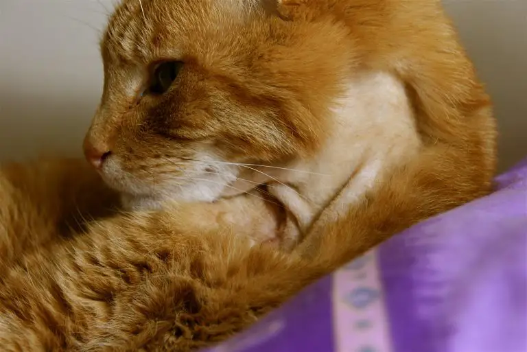 Why Is My Cat Lethargic But Still Eating? (Explained!)