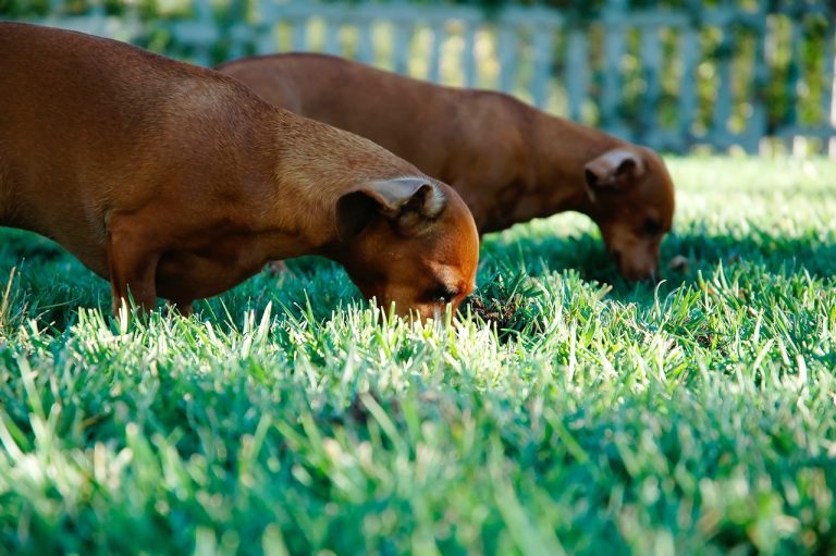 Image showcasing Why Is My Dog Eating Grass And Stomach Gurgling? (Solved!)