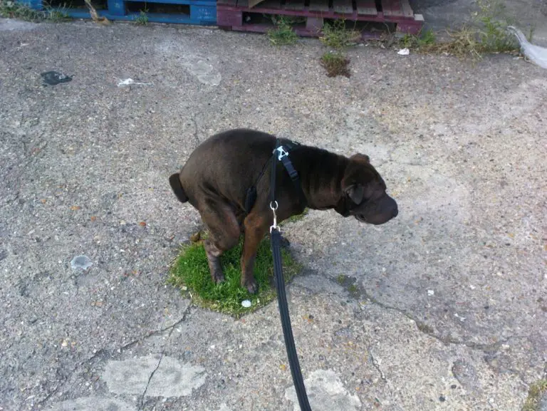 Dog Keeps Trying To Poop After Pooping (Answered!)