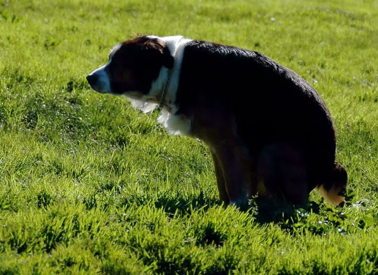 Dog Keeps Trying To Poop After Pooping (answered!)