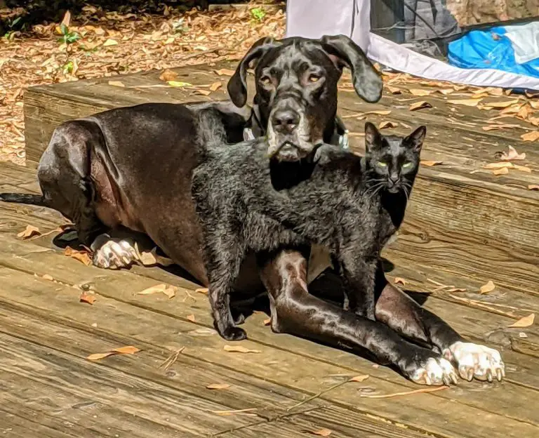 Are Great Danes Good With Other Pets? (Answered!)