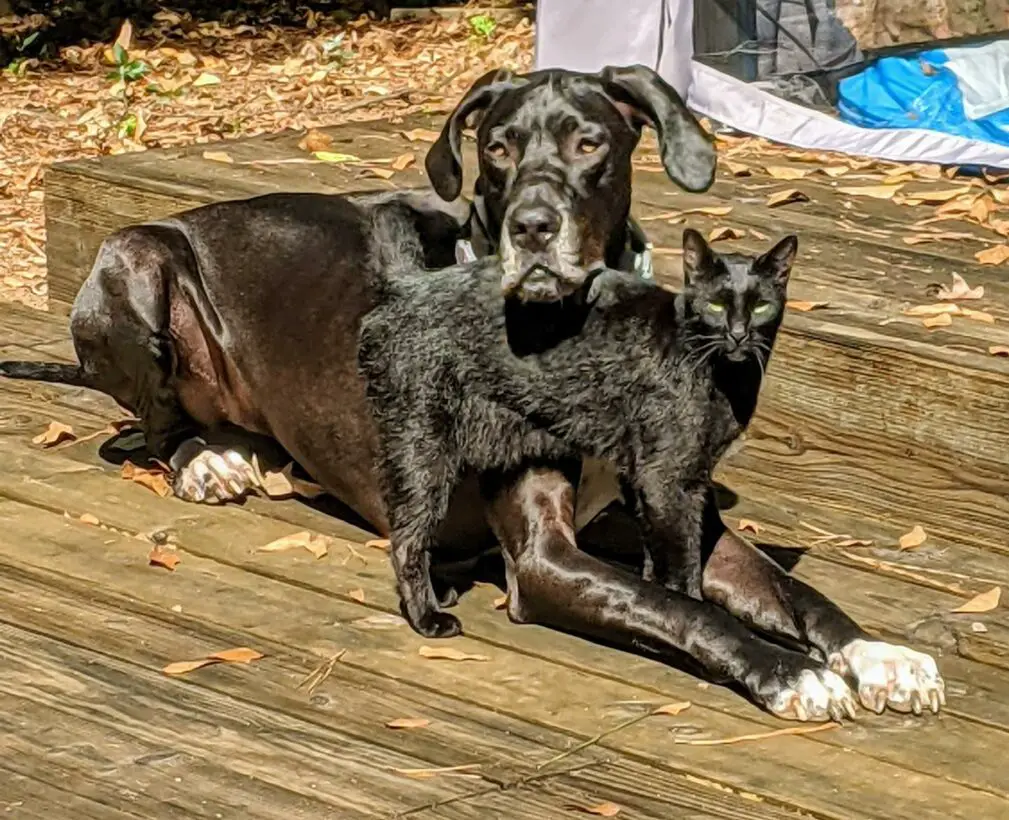 Are Great Danes Good With Other Pets? (Answered!)