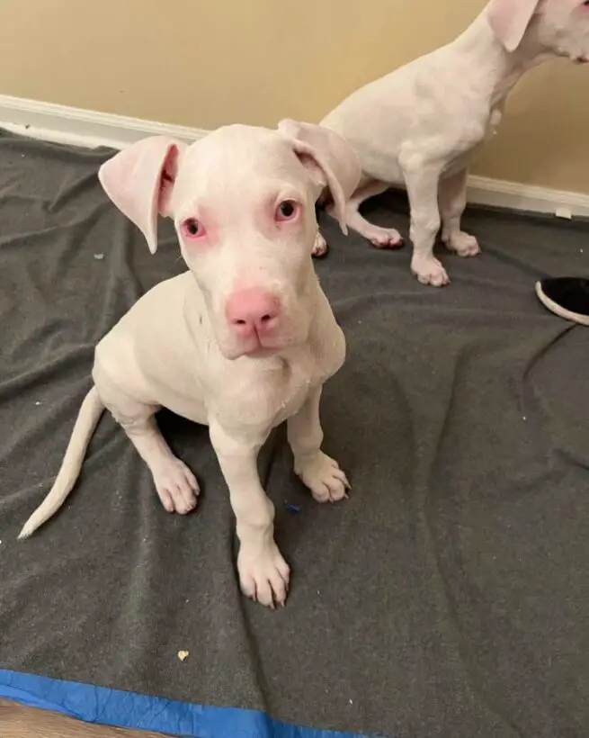 Are Great Danes Good With Other Pets? (Answered!)