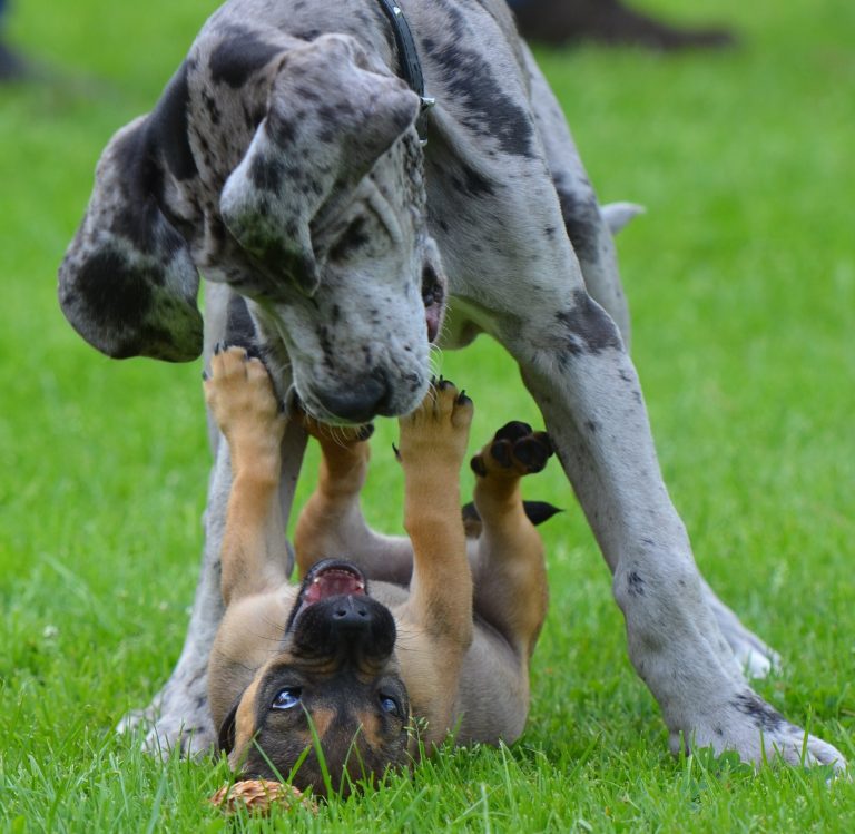 Are Great Danes Good With Other Pets? (Answered!)