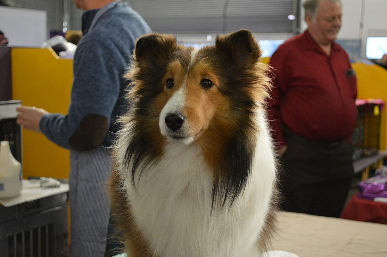 Are Rough Collies Hard To Groom? (Explained!)