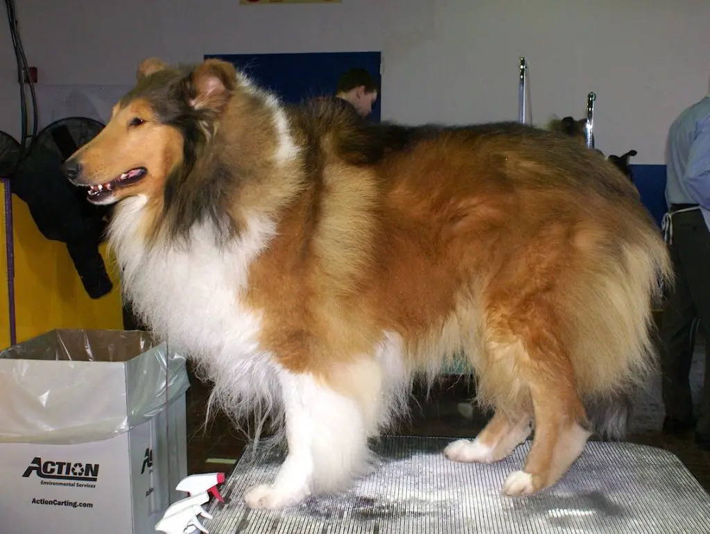 Are Rough Collies Hard To Groom