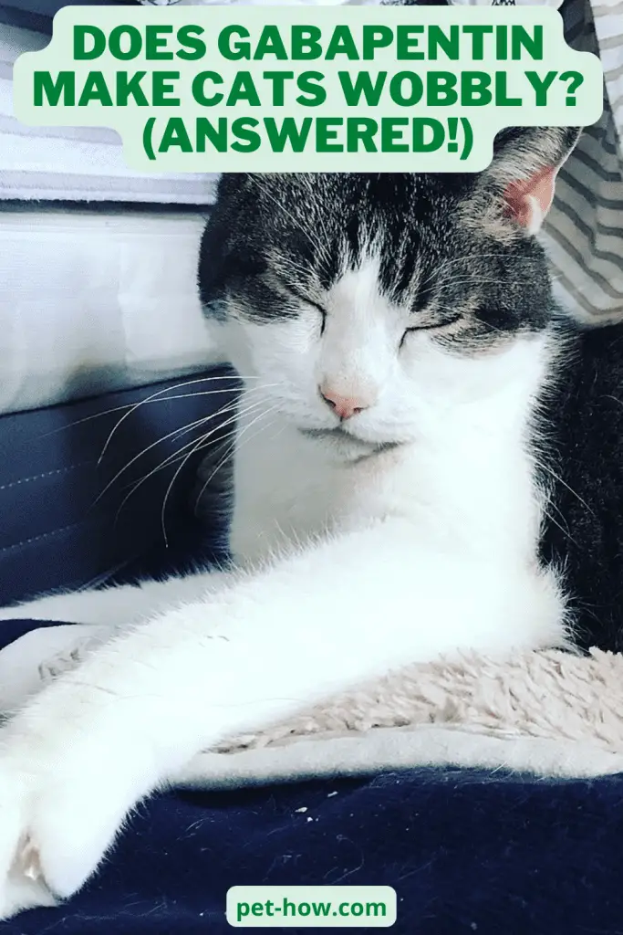 does gabapentin make cats thirsty