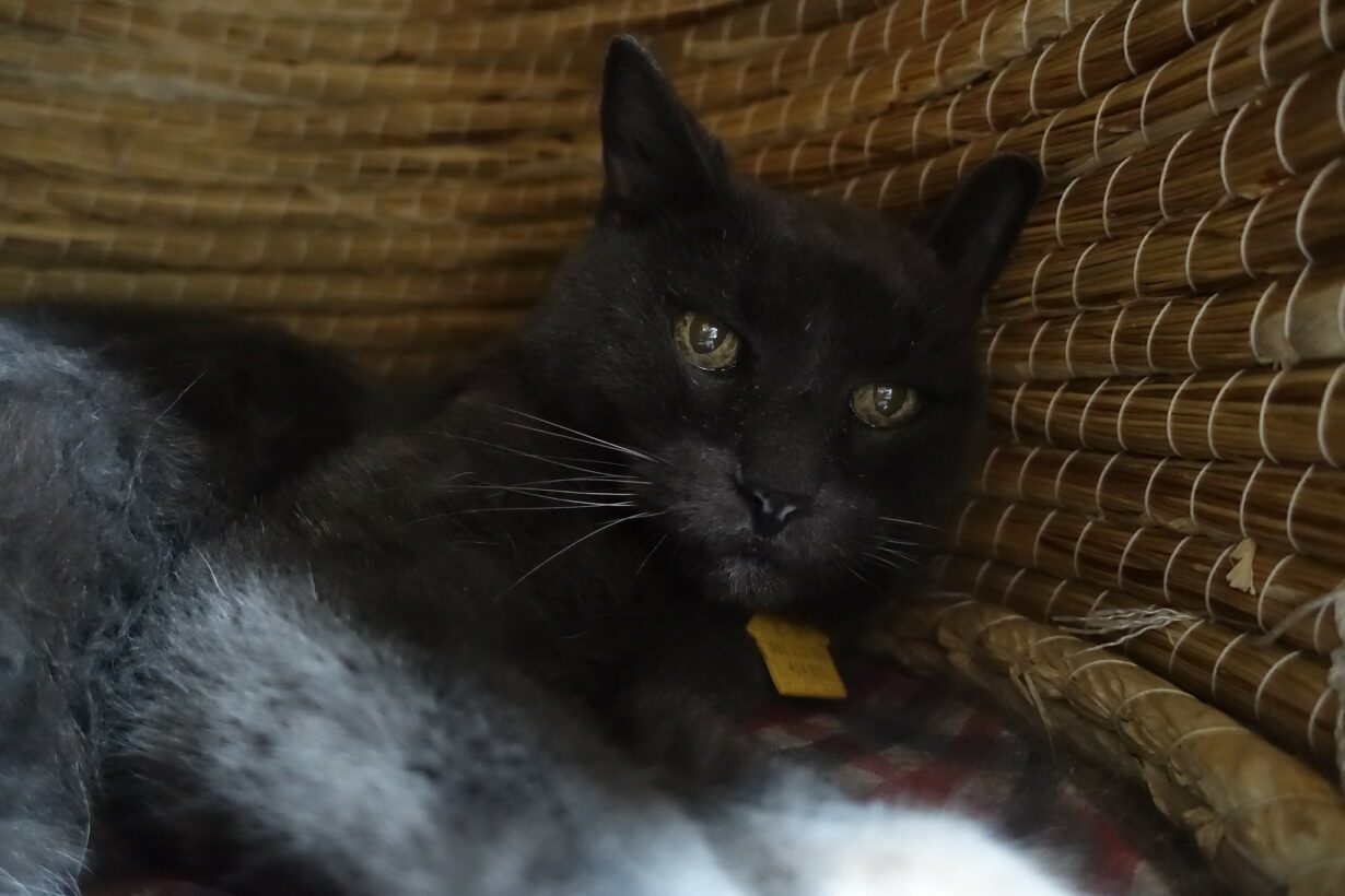 does gabapentin kill cats