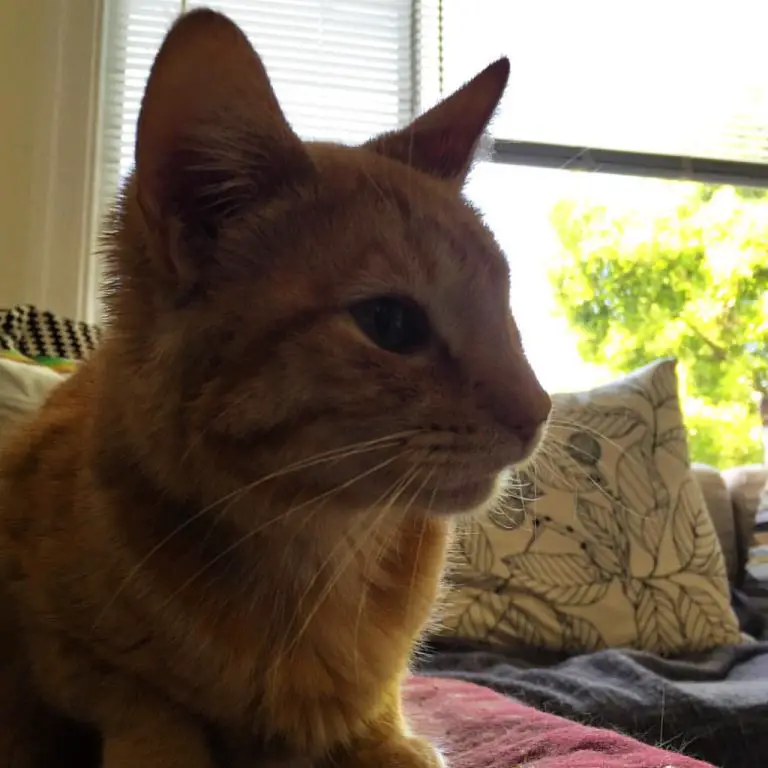 does gabapentin for cats make them sleepy